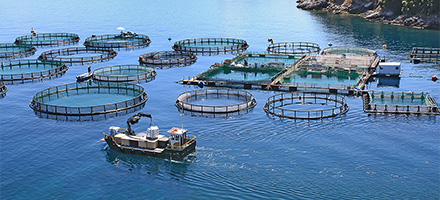 漁場 / 水產養殖